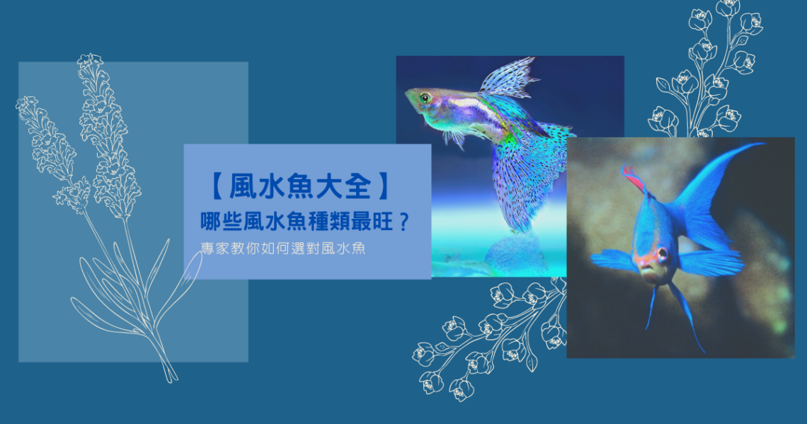【風水魚大全】哪些風水魚種類最旺?專家教你如何選對風水魚
