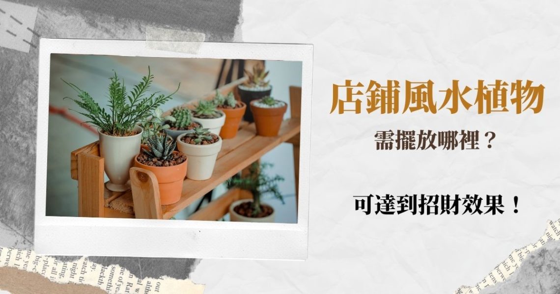 店舖風水植物