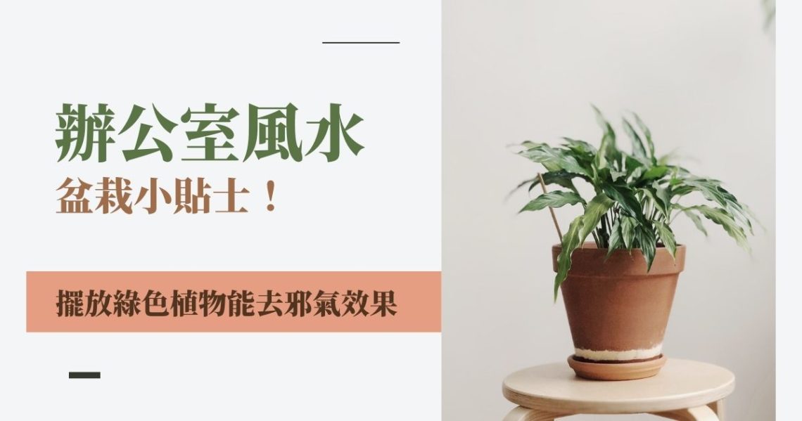 辦公室風水盆栽